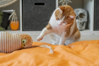 Zabawka KOPACZ MUMIA Feline Frenzy